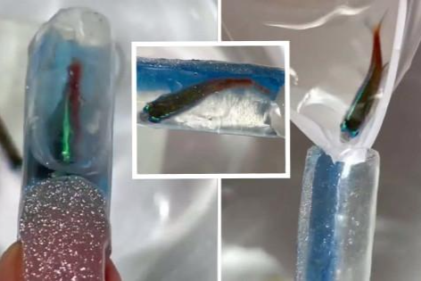 Mới đây trên Instagram, đoạn video của tiệm nail có tên Nail Sunny ở Los Angeles (Mỹ) đang phải đối mặt với làn sóng chỉ trích dữ dội sau khi chia sẻ mẫu móng tay mang tên “Bể thủy sinh”.