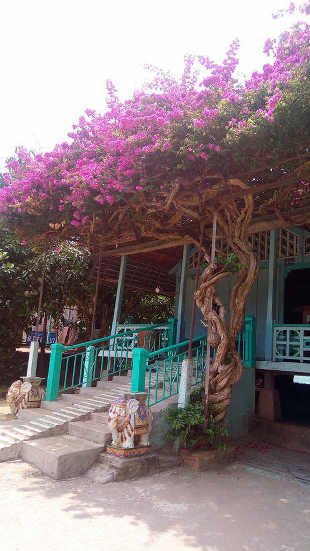 Sở hữu một giàn hoa giấy cổ thụ được xem là "tài sản vô giá" mà không phải gia đình nào cũng có được.