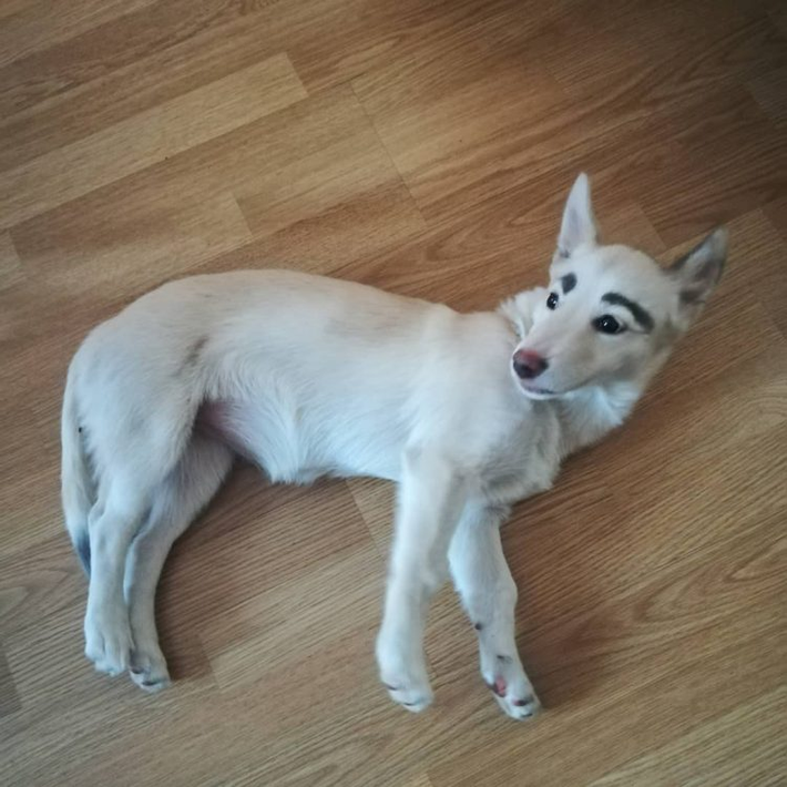 Vì dịch, Sen không được đi học, quá chán nên mới rủ Boss ra “làm vài đường”.