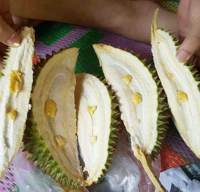 Quả sầu riêng hình thành bên ngoài khá đầy đủ nhưng bên trong ruột thì chẳng được là bao nhiêu...