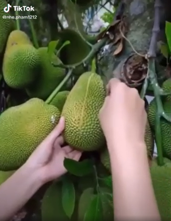 Bên cạnh bổ dưa, bổ mít cũng là một trong những việc khiến nhiều người tò mò, thậm chí là hồi hộp bởi không biết rằng đằng sau lớp vỏ kia có gì.
