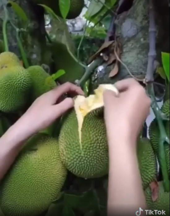 Tuy nhiên, khi màn bổ quả ngay trên cây mít mới đây được một thành viên đăng tải trên TikTok lại khiến nhiều netizen bất ngờ. Có thể thấy, dù quả mít nhỏ nhưng bên trong rất nhiều múi, múi nào múi nấy vàng ươm, nhìn cực đã.