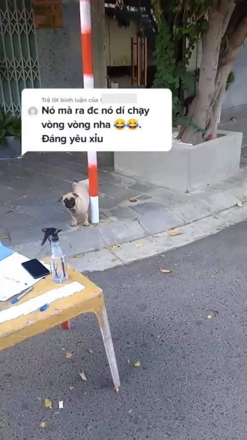 Chú cún sau đó có được thả ra ngoài để đi vệ sinh thật. Nhưng khổ nỗi đang “giải quyết nỗi buồn”, những nhân viên lấy mẫu xét nghiệm vẫn quyết không tha, rượt chú chạy quanh bồn cây và cười đùa vui vẻ.