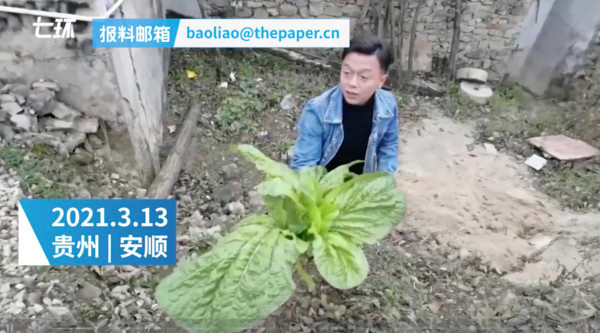 Mặc dù có chút lo lắng khi gặp phải tai nạn chú rể tinh ý nhận ra ngay khu đất ven đường có trồng một cây cải khổng lồ đang nở rất đẹp. Ngay lập tức, anh chàng liền nhổ cây cải lên, sau đó sử dụng một viên gạch loại bỏ đất bám trên rễ và trang trí lên mui xe.