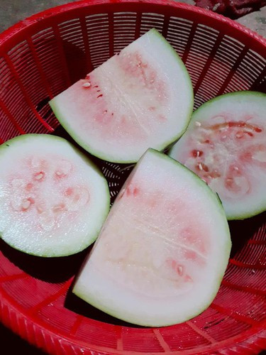 Nhìn mã ngoài rất đẹp nhưng phía trong quả dưa lại trắng mà không đỏ như thông thường.