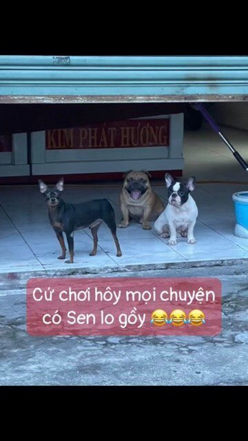Vào trang cá nhân của chủ những chú chó, có không ít hình ảnh ghi lại được cảnh chúng đang ngang nhiên chạy chơi ngoài chốt, chẳng sợ ai và cũng... không đeo khẩu trang gì cả.