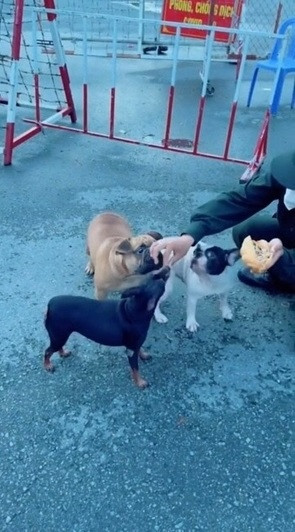 3 chú chó dường như đã quá quen thuộc với tổ công tác chống dịch nên cán bộ trực chốt cũng rất vui vẻ chia phần và còn chơi đùa với chúng.