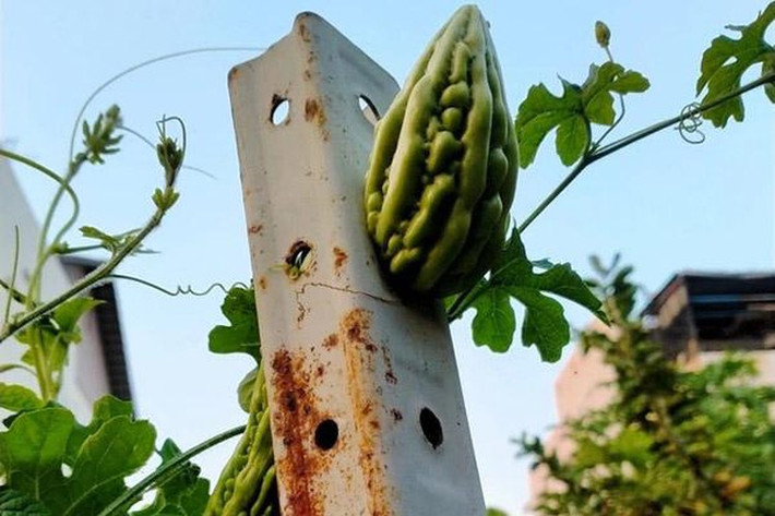 Trước đó, không ít lần dân mạng từng chứng kiến những trường hợp các cây ăn quả mọc theo tình huống oái oăm.