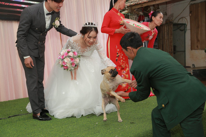 Khi cô dâu chuẩn bị về nhà chồng, chú chó đã bịn rịn mãi không thôi và còn nằm lăn qua lăn lại trên váy cô dâu để "ăn vạ". Chứng kiến cảnh tượng này nhiều người đã vô cùng bất ngờ, thế mới biết những chú chó luôn hiểu và cảm nhận được hết mọi chuyện.