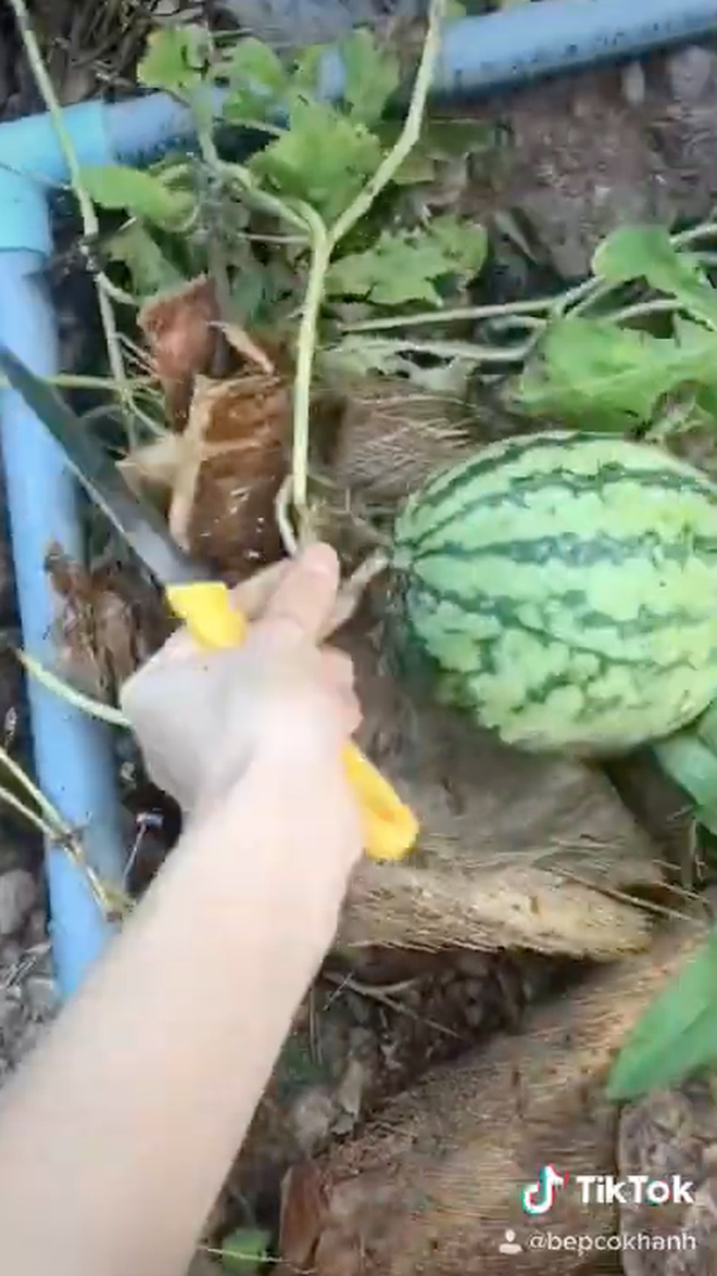 Dù không ai chăm bẵm, quả dưa hấu cũng không được to như dưa trồng, nhưng cái kết vẫn khiến tất cả bất ngờ.