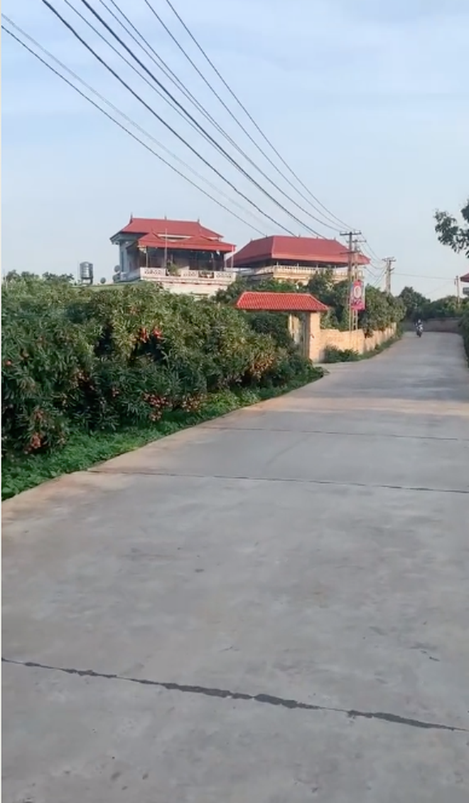 Quả vải thiều từ lâu cũng được liệt vào hàng đặc sản nức tiếng khiến người dân nơi khác phải thèm thuồng.