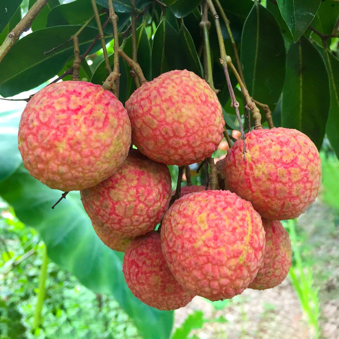Đi lên phía trên một đoạn, bên phía tay trái là cả một vườn vải rộng bao la, trái chín đỏ mọc thành từng chùm hấp dẫn.