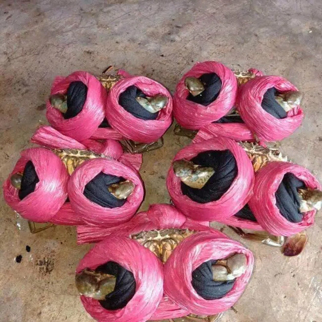 Ở bức ảnh đầu tiên, có thể thấy bà mẹ trẻ mua về nhà 3 con cua. Thoạt nhìn cũng đủ thấy phần dây buộc "cồng kềnh" đến thế nào.