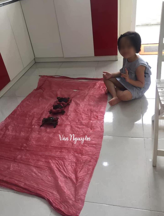 Mới đây, một bà mẹ lên mạng tố cáo bị người người bán cua cho ăn cú lừa đau đớn. "Mua cua được tặng áo mưa, như thế này là lãi to các bác nhỉ?"