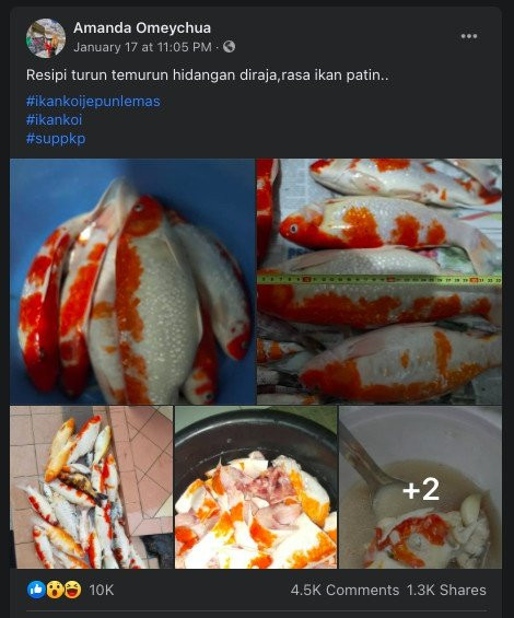 Mới đây, một cô gái ở Malaysia đã khiến cả mạng xã hội dậy sóng khi chia sẻ hình ảnh nấu súp đàn cá Koi trong một group cộng đồng.