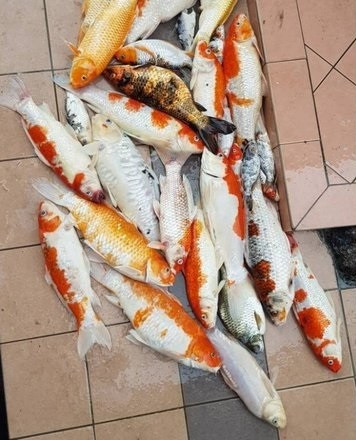 Giải thích cho sự việc nấu súp cá Koi, Amanda cho biết lũ cá đã chết do người giúp việc quên bật máy bơm oxy cho chúng.