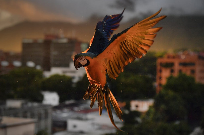 Chim vẹt tìm kiếm thức ăn ở thành phố Caracas, Venezuela. (Nguồn Guardian)