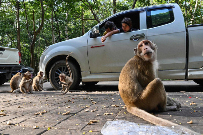 Du khách cho khỉ ăn tại một ngôi chùa ở tỉnh Sa Kaeo, Thái Lan. (Nguồn Guardian)