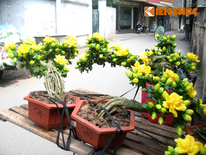 Không bán cố định tại một điểm bất kỳ ở Hà Nội, chủ nhân của nhiều cây bonsai mini (quê ở Hưng Yên) chọn cách rong ruổi trên các con phố ở Hà Nội để bán cây cảnh. Những chậu bonsai này được người bán gọi là mai trường thọ.
