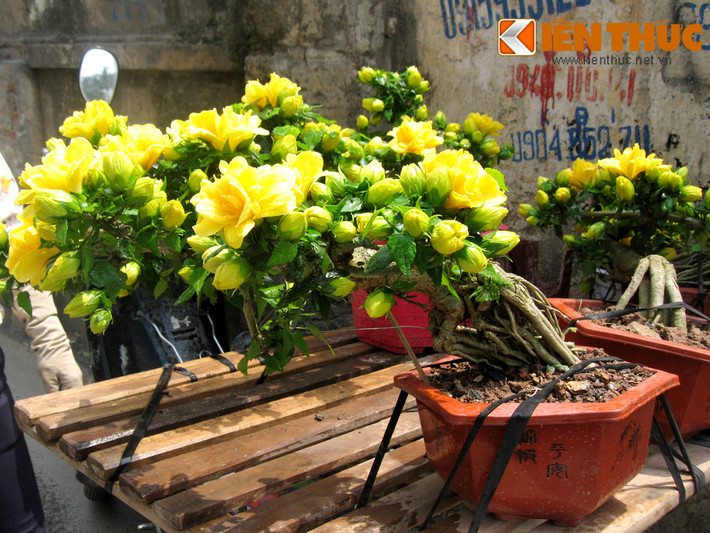 Theo chủ những chậu cây, các gốc cây được mua từ nhiều nơi về trồng và tạo dáng, chờ khi ra hoa thì mang đi bán. Chậu cảnh thích hợp để ở hiên nhà, phòng khách để trang trí.