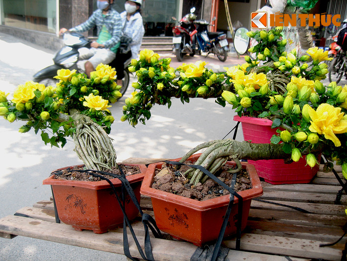 Lý giải mức giá đắt đỏ của chậu bonsai, người bán cho biết thời gian tạo dáng cho cây rất lâu, chưa kể cây trồng chậu nên dinh dưỡng hạn chế, chăm cho cây ra nhiều hoa không phải dễ.