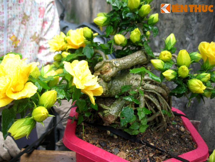 Theo người bán, hoa của chậu cây này có thể chơi được rất lâu, chăm sóc cây không cầu kỳ, ngày nắng nóng chỉ cần tưới nước đầy đủ, 1-2 lần/ngày, tùy thời tiết.