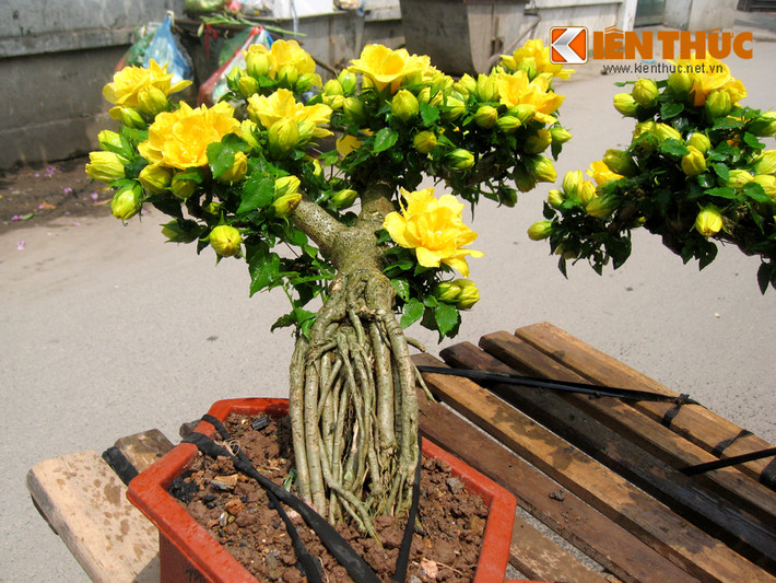 Giá cây bonsai mini này dao động từ 500.000 đồng - 1 triệu đồng, tùy vào số tuổi của cây. Trong đó, đắt nhất là cây có gốc được 9 năm tuổi, giá 1 triệu đồng.