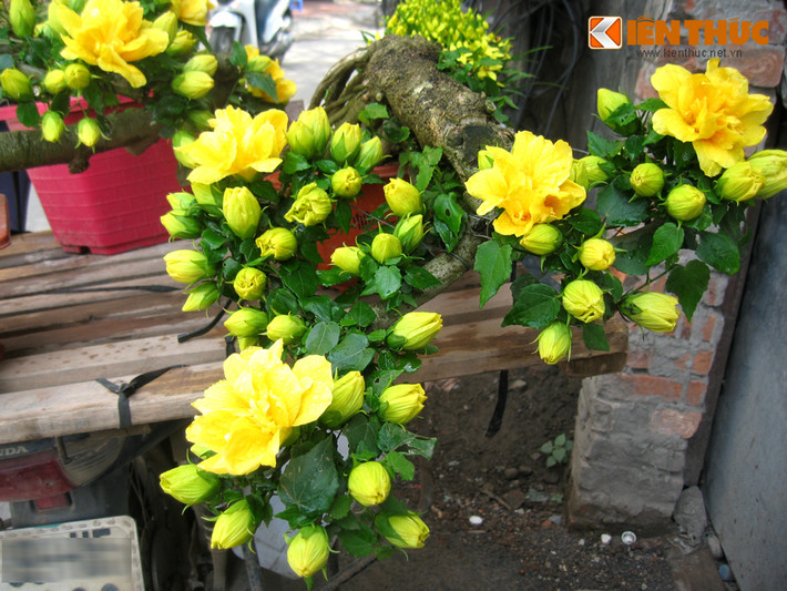 Đẹp và lạ mắt, chỉ trong một loáng, những chậu bonsai gây tranh cãi về tên gọi đã được bán gần hết.