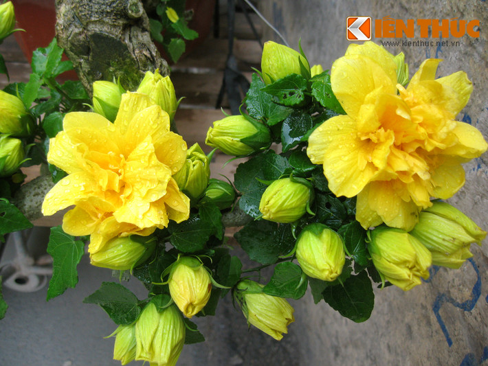 Mặc dù được người bán gọi là mai trường thọ song theo nhiều khách mua bonsai thì cây có hình dáng rất giống với loại hoa dâm bụt kép. Điểm này khiến nhiều người tò mò, cho rằng đây là loại cây lai ghép.