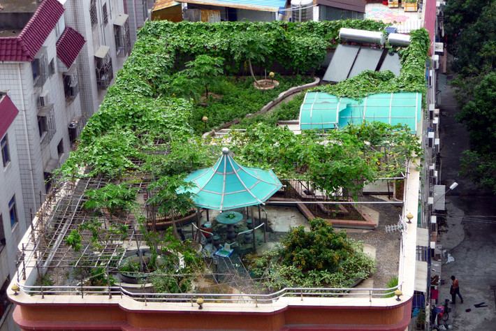Một vườn rau xanh mướt mắt trên sân thượng là giải pháp được nhà phố ưa chuộng. Các bộ rễ của rau không làm ảnh hưởng kết cấu mái và đem lại nguồn rau sạch cho gia chủ. Tuy nhiên, vườn rau trên mái không duy trì vẻ đẹp xanh mát thường xuyên so với các loại cây cảnh khác vì sẽ có giai đoạn thu hoạch rau, củ, quả.
