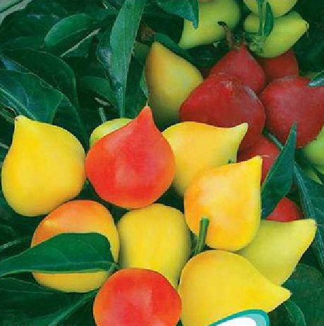 Theo chị Lan Anh (chủ cửa hàng cây cảnh trên đường Kim Giang, Hoàng Mai, Hà Nội): "Cây ớt đào tiên trưởng thành cao khoảng 30-50cm, cho nhiều quả có màu sắc khác nhau như đỏ, vàng, xanh khá đẹp".