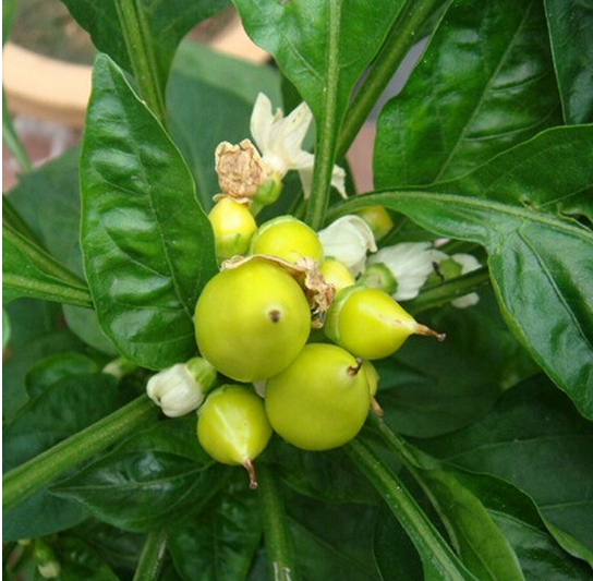 Mặc dù khá đẹp mắt nhưng khách hàng không khỏi phân vân về hạt giống ớt lạ mắt này vì những chỉ dẫn gieo trồng chưa rõ ràng. Chị Thái Trinh (nhân viên hành chính, nhà ở đường Vũ Trọng Phụng, Hà Nội) tâm sự: "Tôi phân vân mua về liệu có dễ chăm sóc không vì thấy bao bì hạt giống nhiều chữ nước ngoài, khó hiểu".