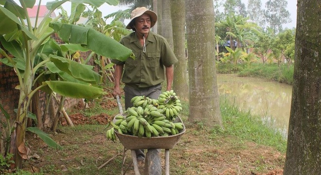 Nghệ sĩ Lê Hồng Giang (Giang Còi) cũng chọn một cuộc sống điền viên với ao cá, vườn cây, chăn nuôi các loại gia súc, gia cầm ở vùng quê. Danh hài sở hữu cơ ngơi rộng lớn 10.000m² tại ngoại thành Hà Nội.