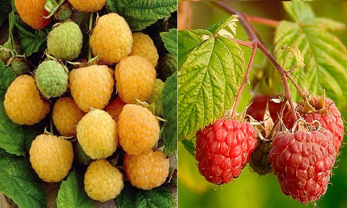 Chị Lan (chủ shop hạt giống trên đường Hoàng Hoa Thám) cho biết: "Hầu hết hạt giống mâm xôi được nhập từ Nga. Hai giống chủ yếu được bán là mâm xôi màu vàng và mâm xôi đỏ. Ngoài ra, giống mâm xôi đen xuất xứ từ Mỹ".