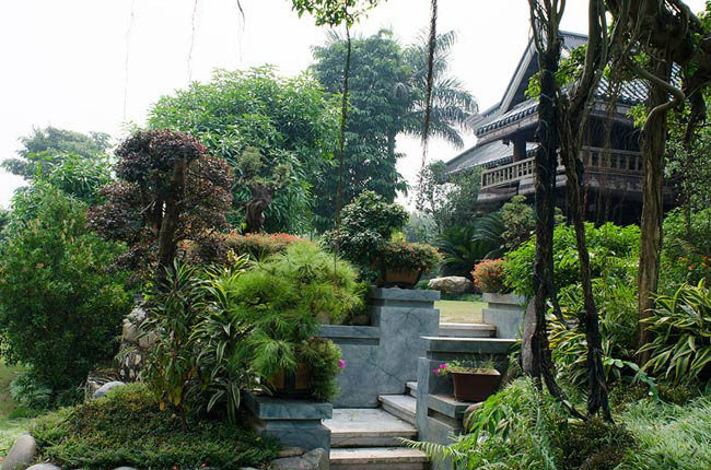 Từng góc nhỏ của khu vườn đều được thiết kế tỉ mỉ, hài hòa cảnh quan cây xanh. Lối đi lên khu nhà sàn với những bậc đá và cây cảnh đẹp mắt.
