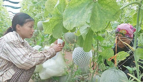 Mô hình trồng dưa lưới Nhật Bản trong nhà màng cũng đem lại nguồn thu nhập lớn cho người dân ở Diễn Châu (Nghệ An). Ảnh: Baonghean.