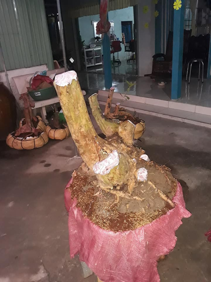 Bonsai ổi dáng phụ tử độc đáo. Ảnh: FB Thuan Phan.