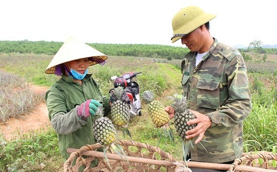 Thời gian này, bà con huyện Quỳnh Lưu, thị xã Hoàng Mai đang vào vụ thu hoạch dứa với niềm vui được mùa, được giá. Ảnh: Baonghean.