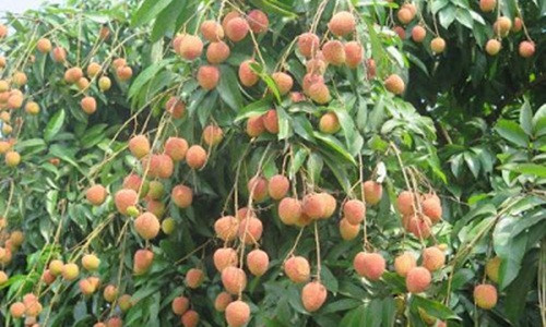 Vải Thanh Hà chín có vỏ nhẵn hồng, căng mọng, hai vai quả u lên. Ảnh: TTXVN.
