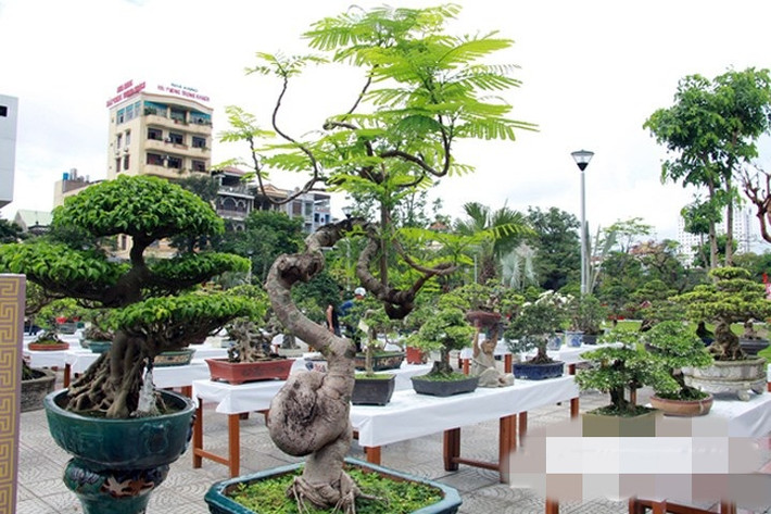 Phượng vĩ dáng rồng bay lạ mắt. Ảnh: VTC.