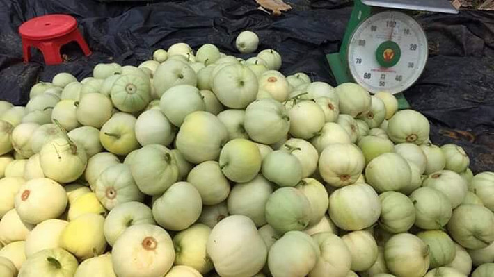 Thời gian thu hoạch dưa lê kéo dài khoảng một tháng. Ảnh: FB Lĩnh Hoàng.