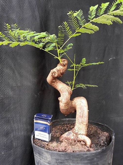 Thân cây uốn lượn mềm mại. Ảnh: FB Lê Quốc Mạnh.