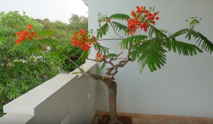Hoa phượng nở đỏ rực góc ban công. Ảnh: Nongy.
