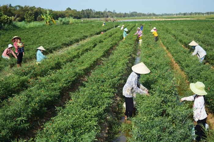 Những năm qua, phong trào trồng ớt chỉ thiên ở Trà Vinh phát triển mạnh do giá ớt ổn định, trung bình khoảng 15.000 đồng/kg. Ảnh: MT&CS.