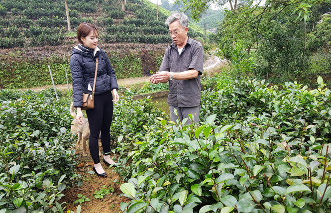 Mấy chục năm gắn bó ở vùng chè nổi tiếng thuộc xã Tức Tranh, huyện Phú Lương (Thái Nguyên), nhưng ông Phạm Văn Dung đang chọn cho mình một hướng đi khác với giống chè tím mới lạ. Ảnh: Báo Thái Nguyên.