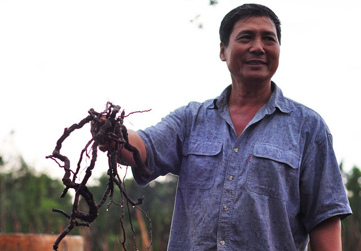 Rễ cây hồ tiêu là thứ bỏ đi nhưng thương lái lại mua với giá 20.000 đồng/kg (rễ tươi), 80.000 đồng/kg (rễ khô). Ảnh: Dân Việt.