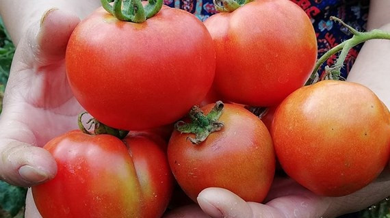 Với năng suất đạt 5 tấn/sào, giá bán từ 5.000 - 10.000 đồng/kg, mỗi sào cà chua cho thu gần 35 triệu đồng. Ảnh: Baonghean.
