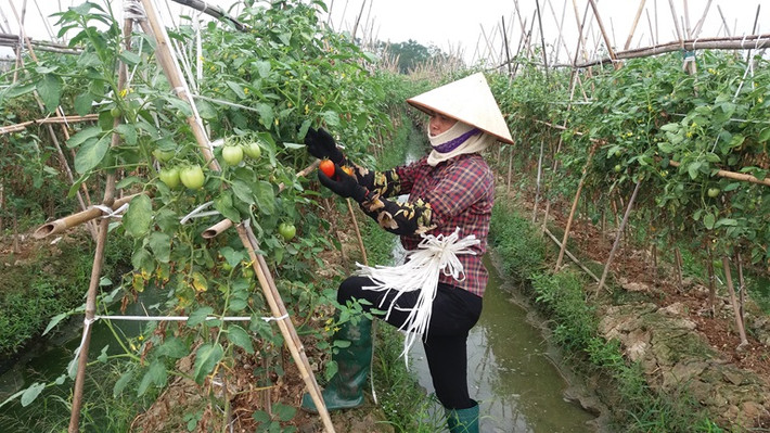 Gia đình chị Chu Thị Sáu, thôn Nội, xã Tân Tiến (Vĩnh Tường) trồng cà chua ghép trên gốc cà tím cho thu lãi 15-20 triệu đồng/sào. Ảnh: Baovinhphuc.