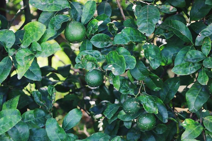 Một năm anh út Hiền thu hoạch khoảng 30 tấn chanh. Sau khi trừ chi phí, lợi nhuận bình quân đạt 210 triệu đồng. Ảnh: Nghĩa Coco/ Khoẻ Plus.