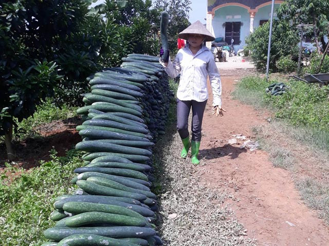 Với giá thấp như vậy, người trồng lỗ nặng, không đủ thu hồi vốn. Ảnh: Dân Việt.